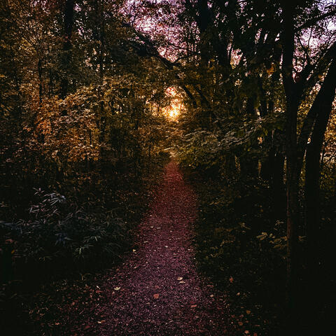 Path Between The Trees