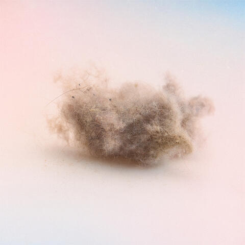 Cat Hair & Dust Mites