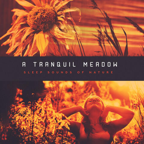 A Tranquil Meadow