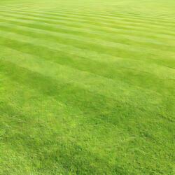 Freshly cut Grass
