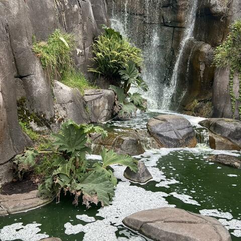 Jungle Book