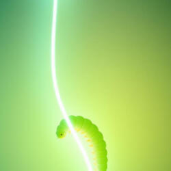 Wonder Worm (Eureka)
