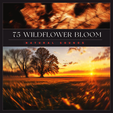 75 Wildflower Bloom