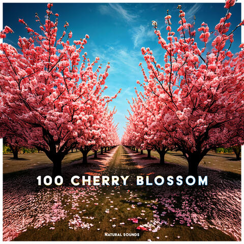 100 Cherry Blossom