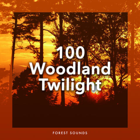 100 Woodland Twilight