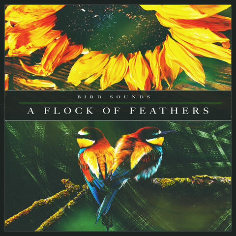 A Flock of Feathers
