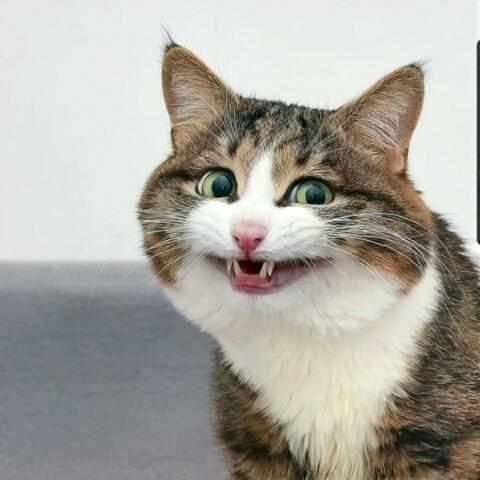 Gato