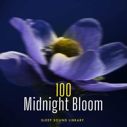 100 Midnight Bloom