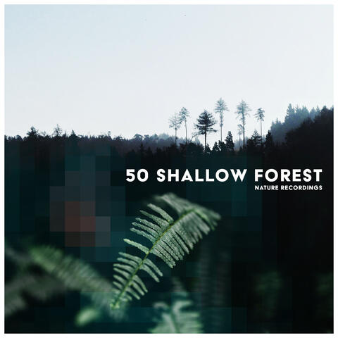 50 Shallow Forest