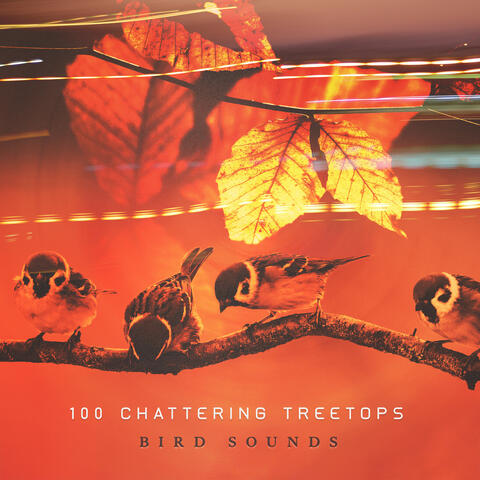 100 Chattering Treetops