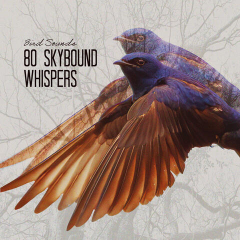 80 Skybound Whispers