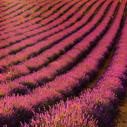 Popur Superpowered, Yet Powerless