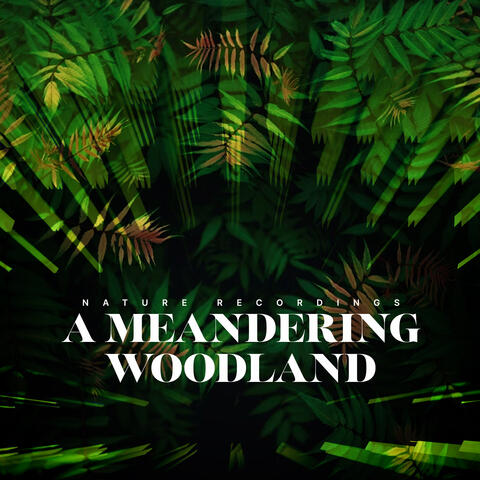 A Meandering Woodland