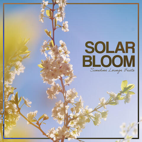 Solar Bloom