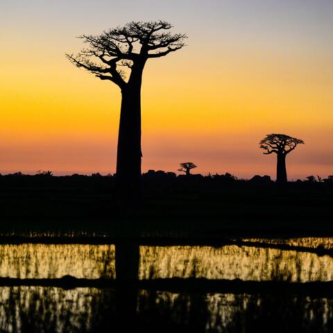 Madagascar Connection
