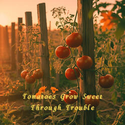 Tomatoes Grow Sweet Through Trouble