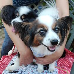 Little Paws, Big Heart