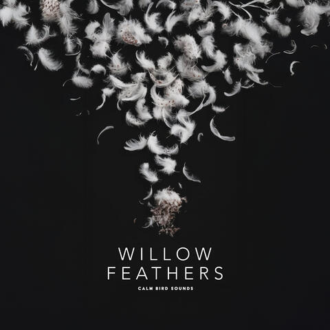 Willow Feathers