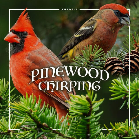 Pinewood Chirping