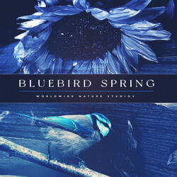 Pluck Aurora