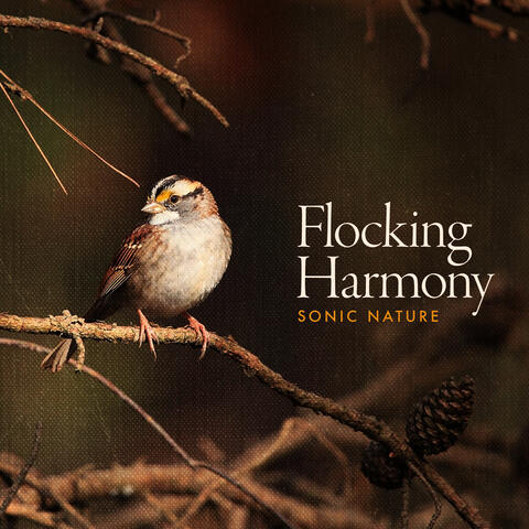 Flocking Harmony