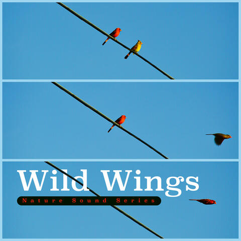 Wild Wings