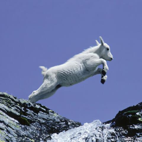 GOAT