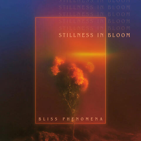 Stillness In Bloom