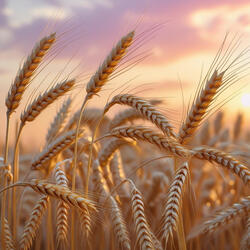 Kindness in the Grain