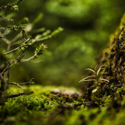 Gaia - Slowed & Reverbed