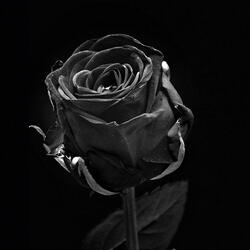 Chapter 0 (Denouement) - Slowed & Reverbed