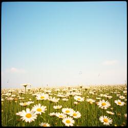Fields of Daisies