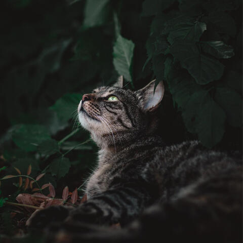 Too Serious - Slowed & Reverbed