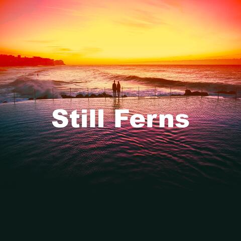 Still Ferns