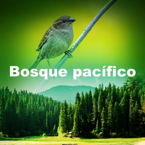 Bosque pacífico
