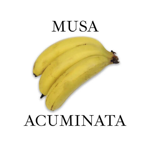 Musa Acuminata
