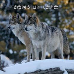 Como Un Lobo