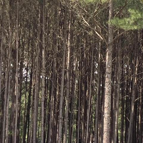 Wind In The Pines