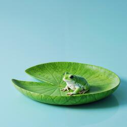 Water on the frog's face