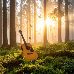 Solace in the Undergrowth