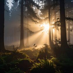 Stillness Beneath the Canopy