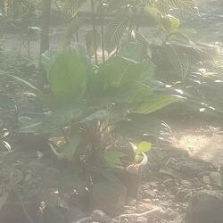 Kelembutan