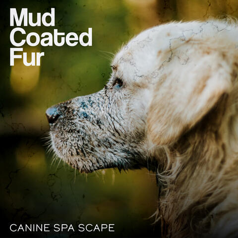 Mud Coated Fur