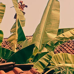 Detak jantung