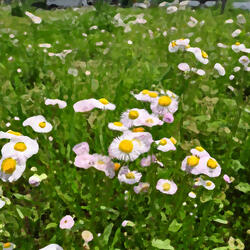 Daisy Fleabane