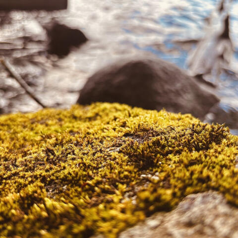 Touch moss