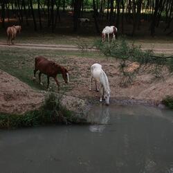 Will Of The Devil Ht.Malaal