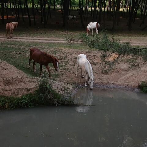 Will Of The Devil Ht.Malaal