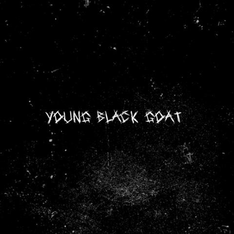 Young Black Goat