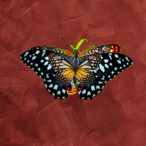 Efecto Mariposa